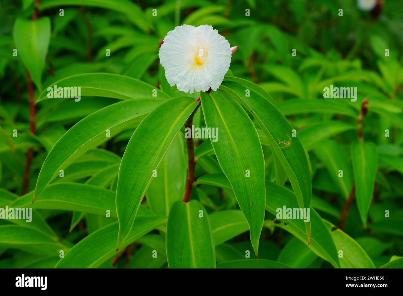 Fleur tropicale de gingembre crêpé blanc (costus speciosus) Banque D'Images
