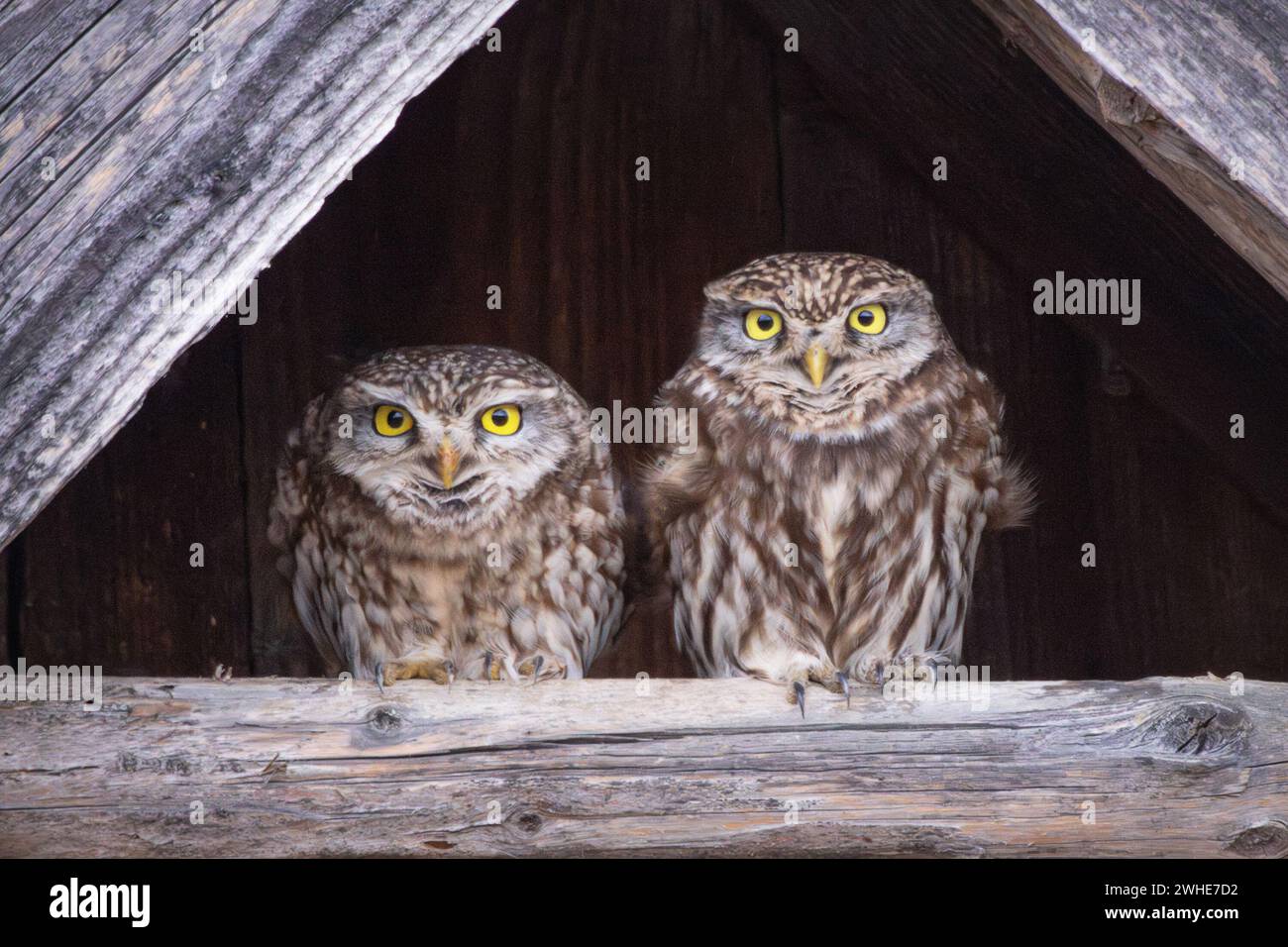 Mignons petits chouettes couple perché sur poutre en bois (Athene noctua) Banque D'Images