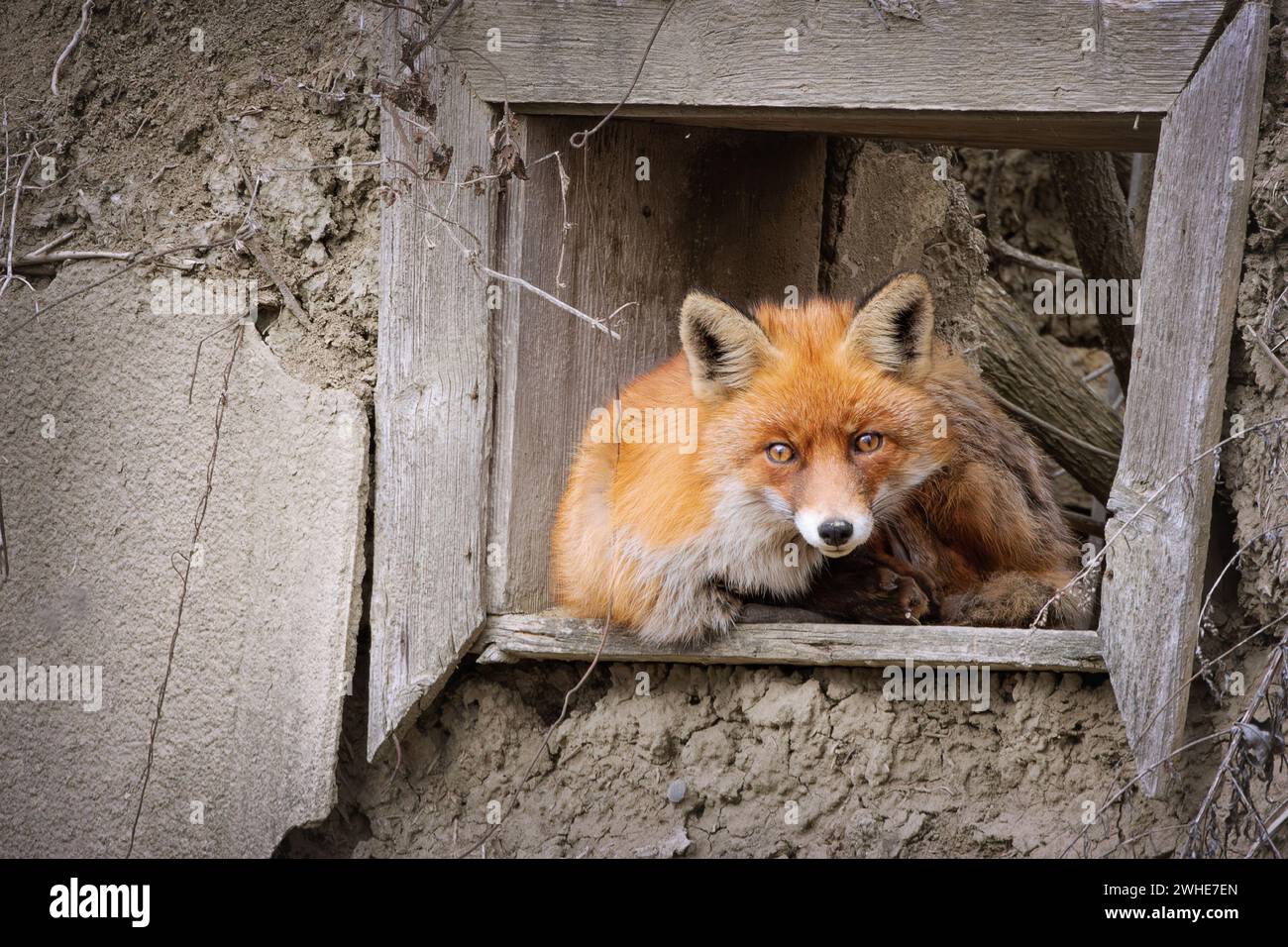 Renard roux à la fenêtre, cet animal sauvage occupait une ancienne maison de campagne abandonnée (Vulpes vulpes Banque D'Images