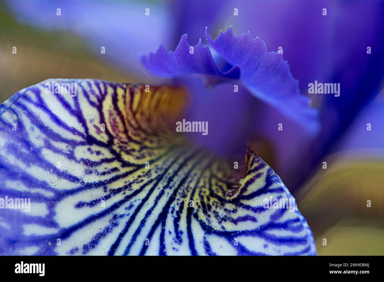 Iris sibirica en fleur, macro shot Banque D'Images