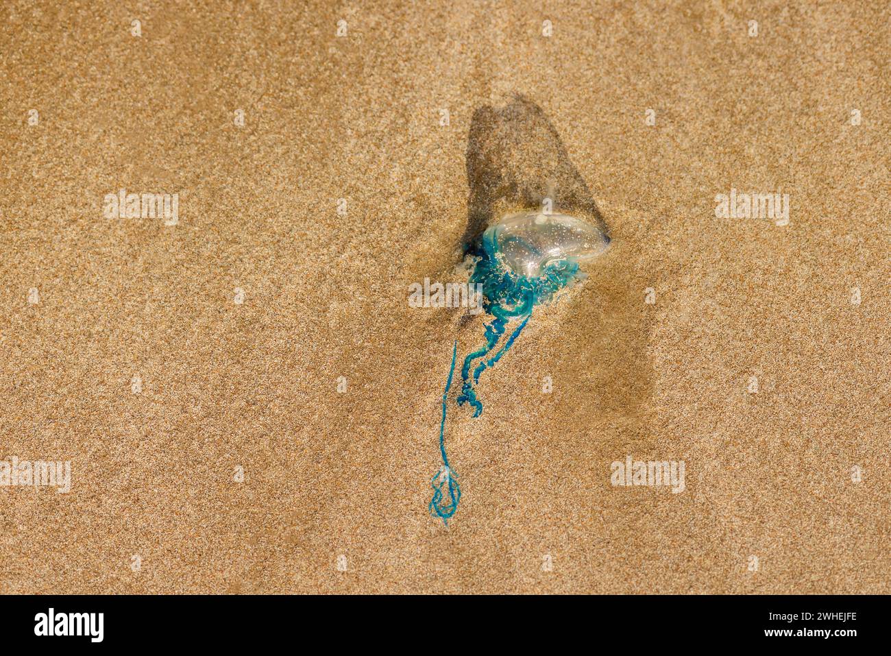 Homme de guerre portugais méduse physalia créature marine venimeuse dangereuse lavée à terre morte sur la plage de sable à Trinité-et-Tobago Banque D'Images