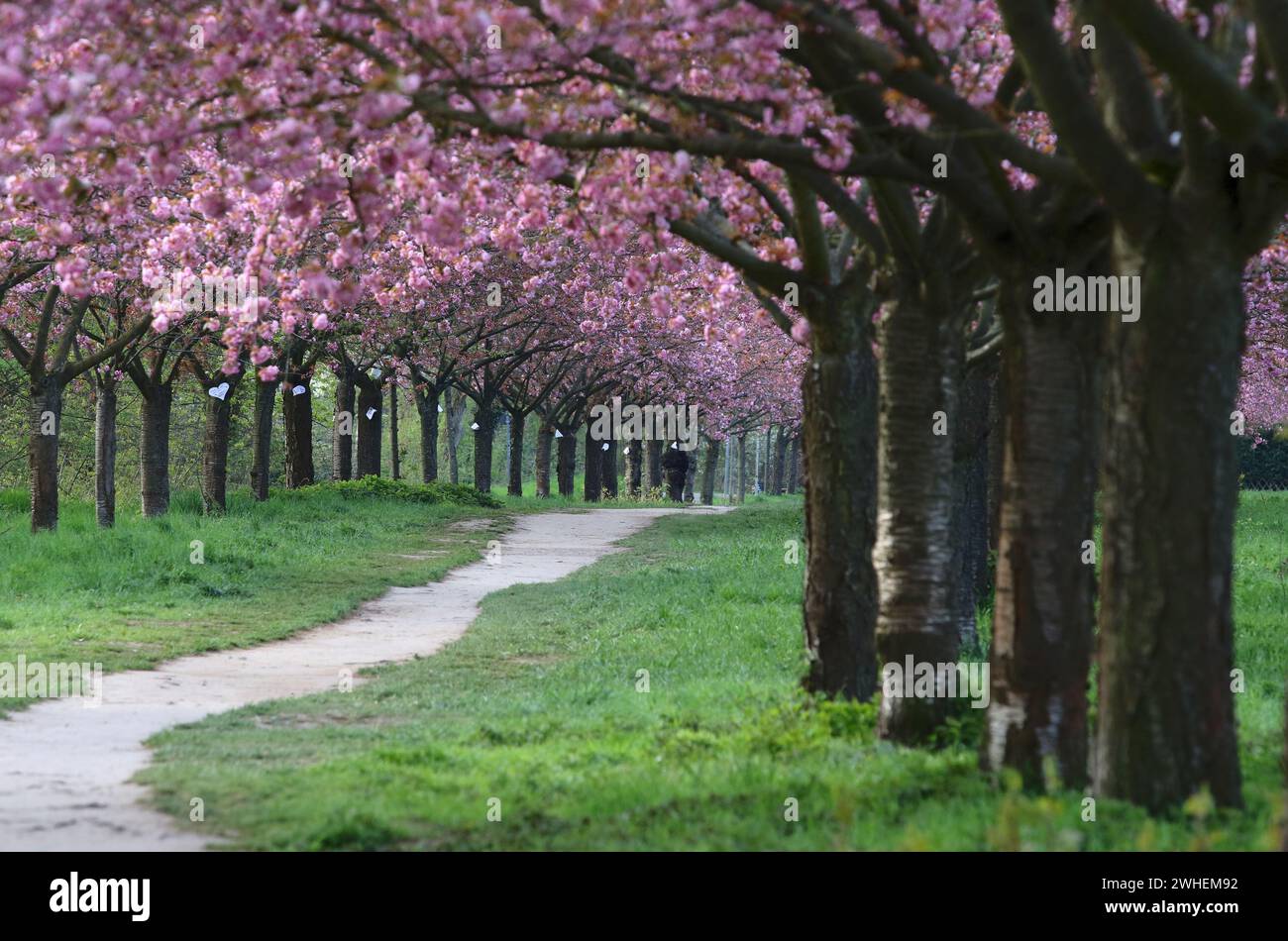 '28.04.2023, Allemagne, Brandebourg, Teltow - cerisiers en fleurs dans l'avenue TV Asahi. 00S230428D083CAROEX.JPG [AUTORISATION DU MODÈLE : NON Banque D'Images