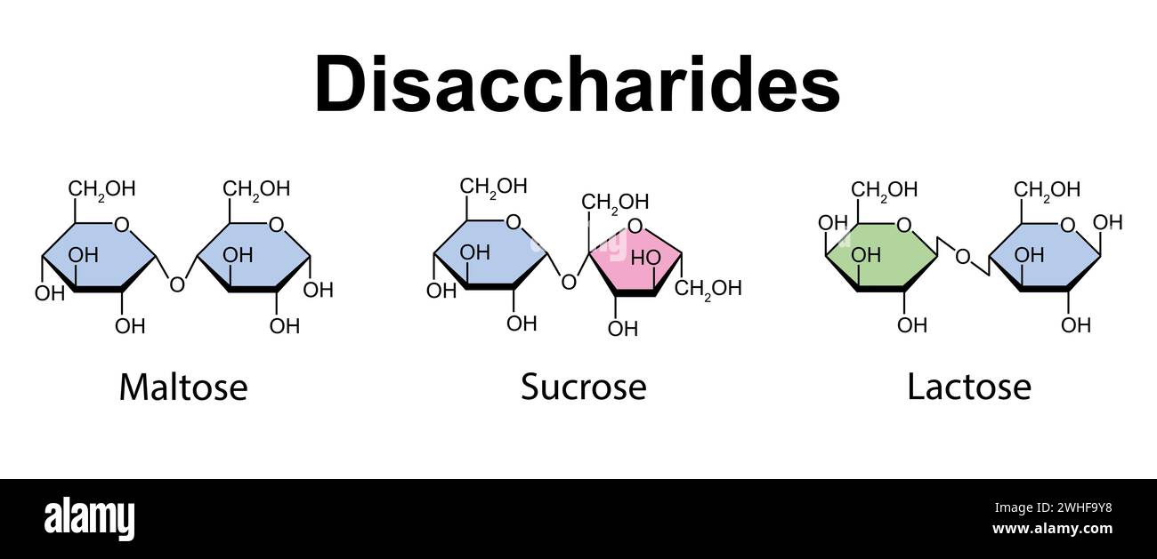Disaccharides, illustration Banque D'Images