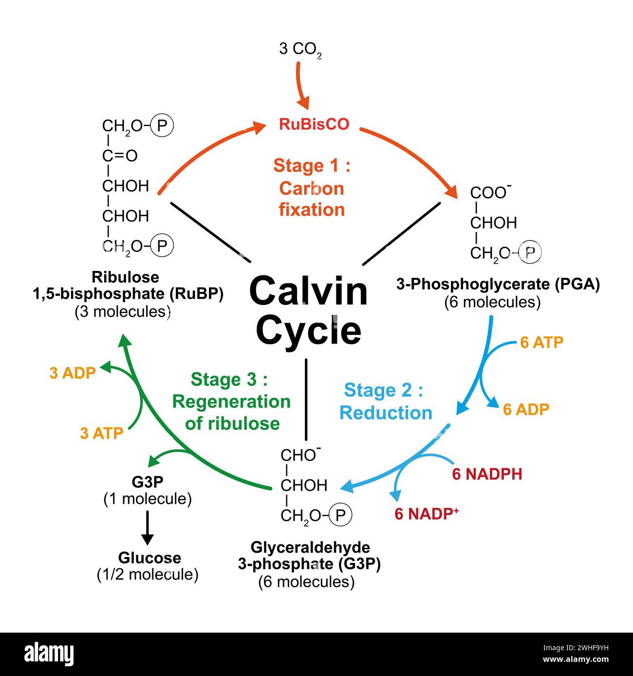 Cycle de Calvin, illustration Banque D'Images
