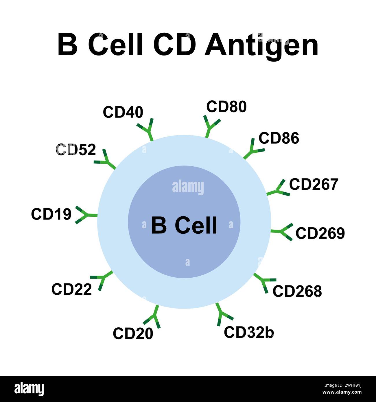 Antigène CD des lymphocytes B, illustration Banque D'Images
