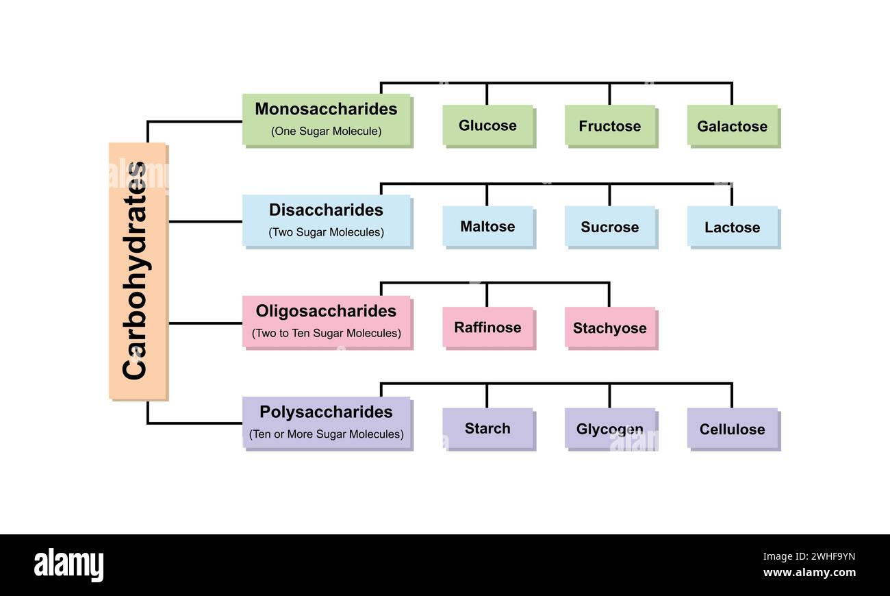 Types de glucides, illustration Banque D'Images