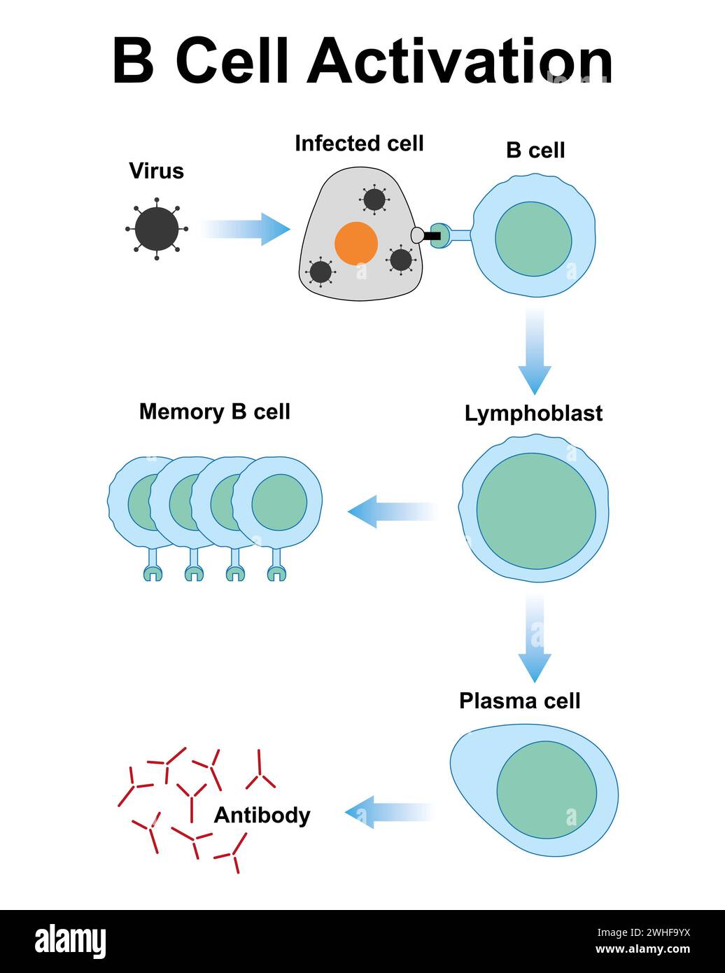 Activation de la cellule B, illustration Banque D'Images