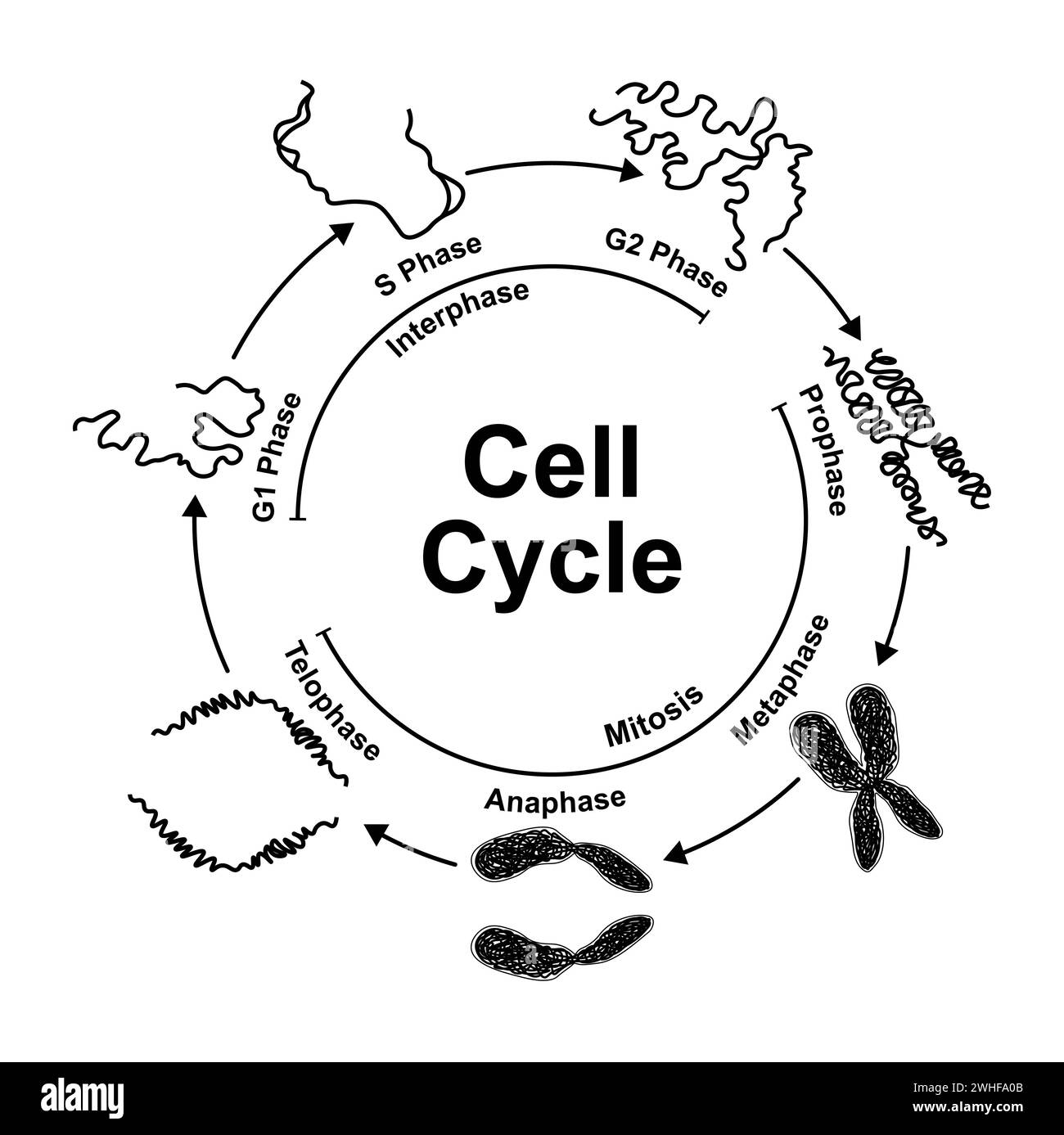 Cycle cellulaire, illustration Banque D'Images