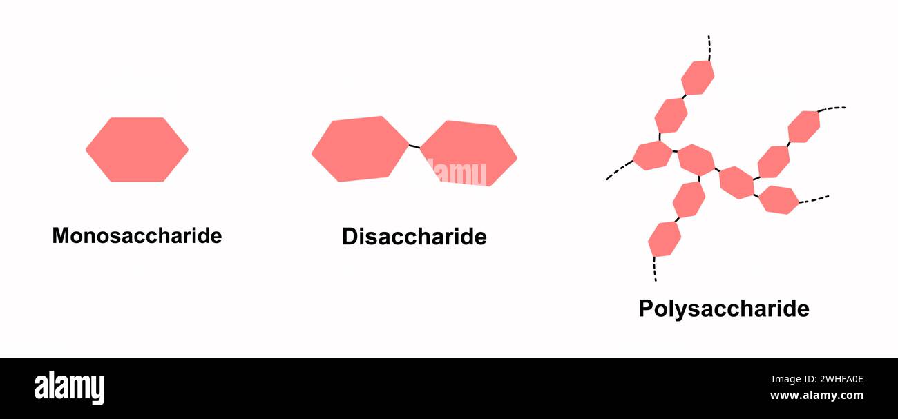 Types de glucides, illustration Banque D'Images