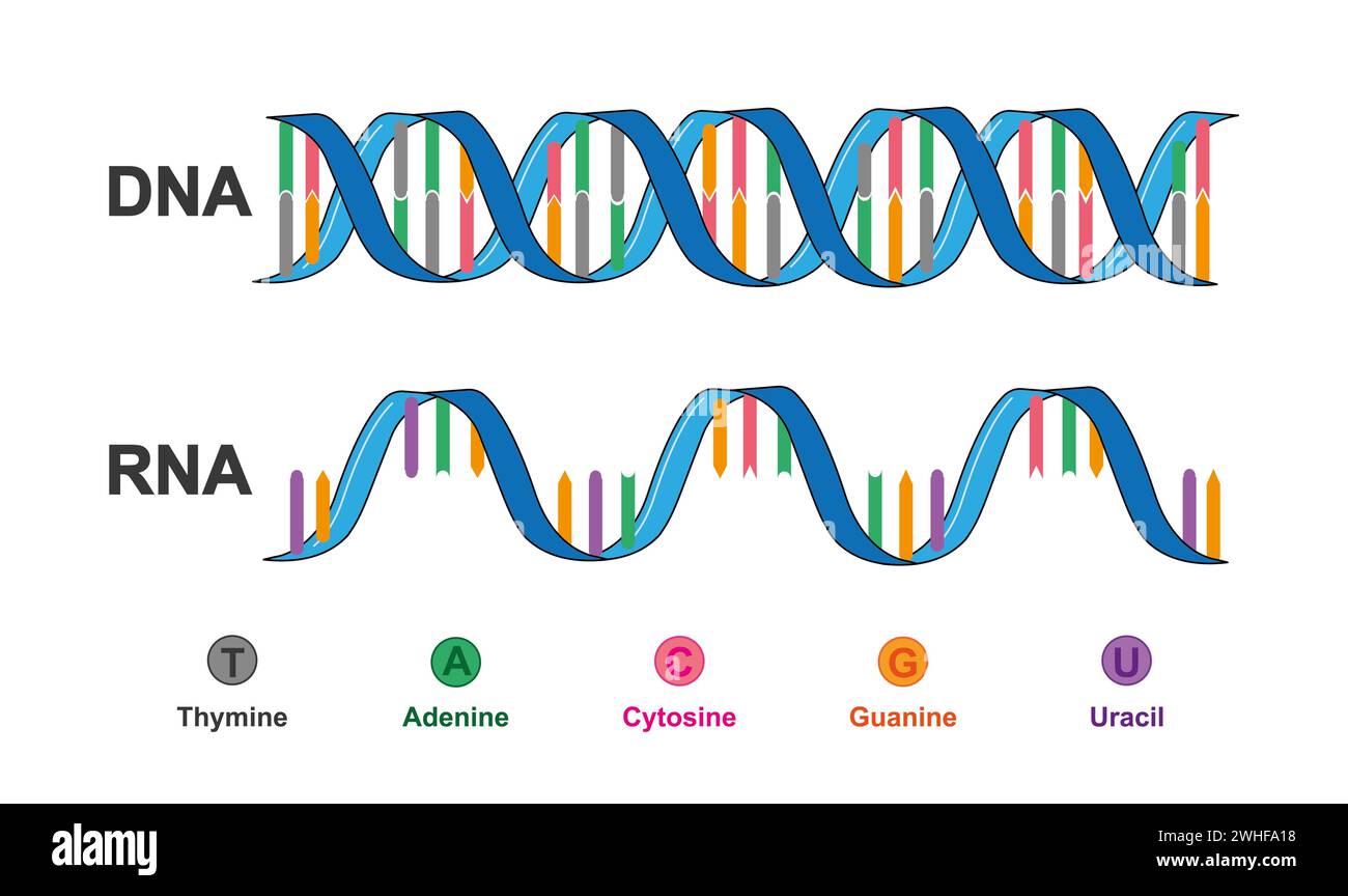 Structure de l'ADN et de l'ARN, illustration Banque D'Images