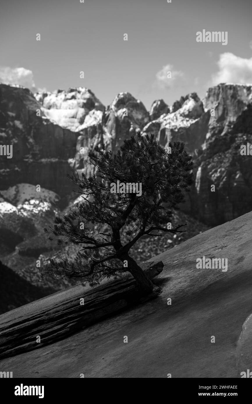 Petit arbre et le Temple de l'Ouest à Sion Banque D'Images