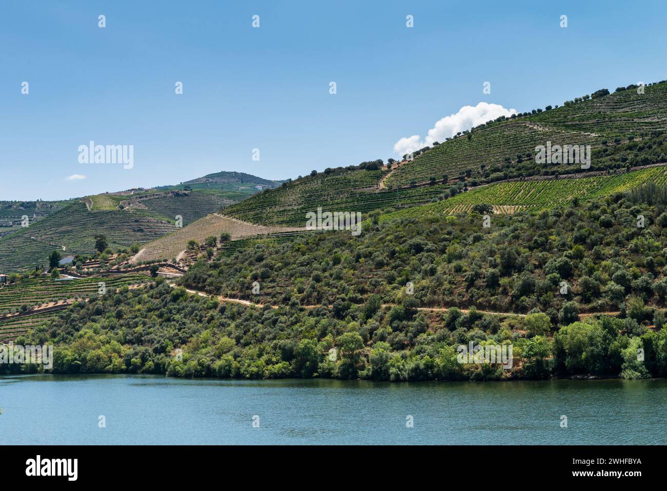 Point de vue photo de vignobles en terrasses dans la vallée du Douro Banque D'Images