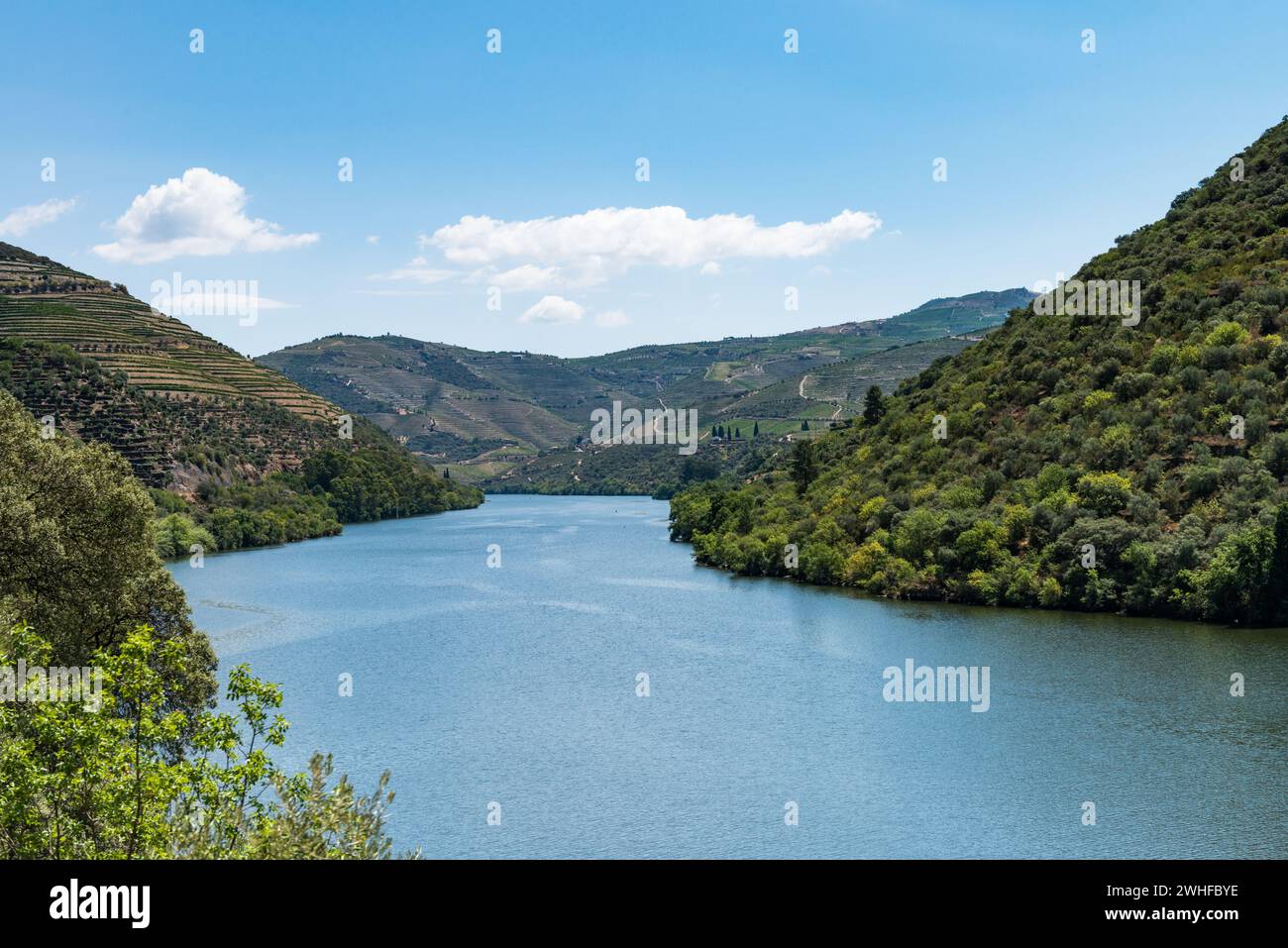 Point de vue photo de vignobles en terrasses dans la vallée du Douro Banque D'Images