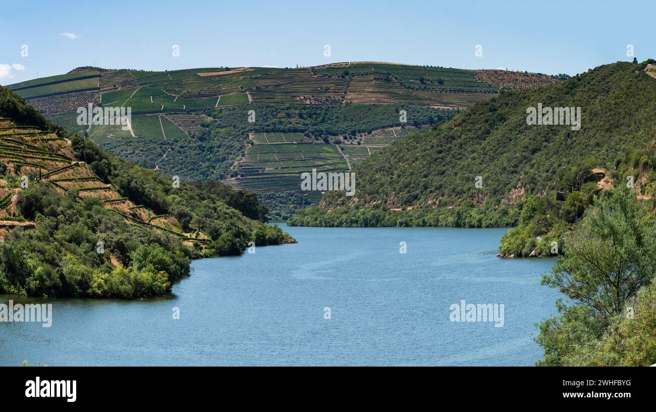 Point de vue photo de vignobles en terrasses dans la vallée du Douro Banque D'Images