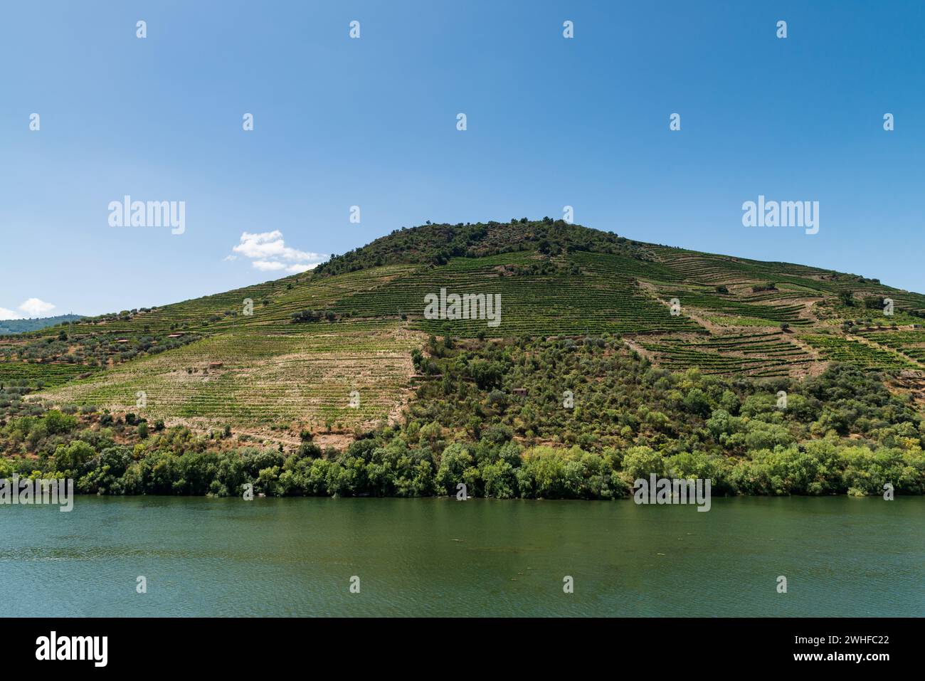 Point de vue photo de vignobles en terrasses dans la vallée du Douro Banque D'Images