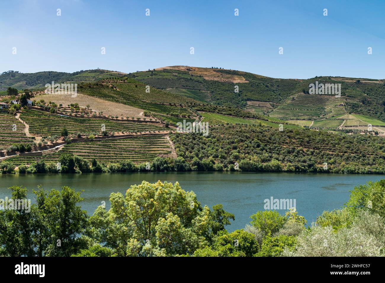 Point de vue photo de vignobles en terrasses dans la vallée du Douro Banque D'Images