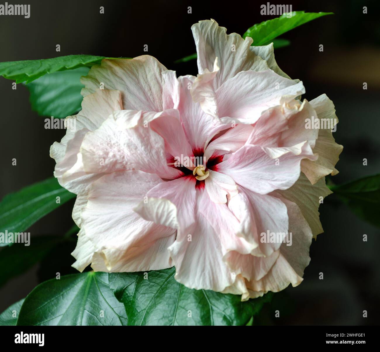 Belle fleur d'hibiscus rose délicate avec étamines et pistil sur fond de feuilles vertes Banque D'Images