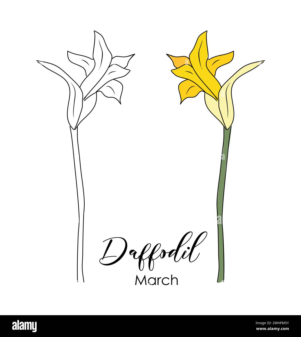 Dessin vectoriel de fleurs du mois de naissance de mars de jonquille Illustration de Vecteur