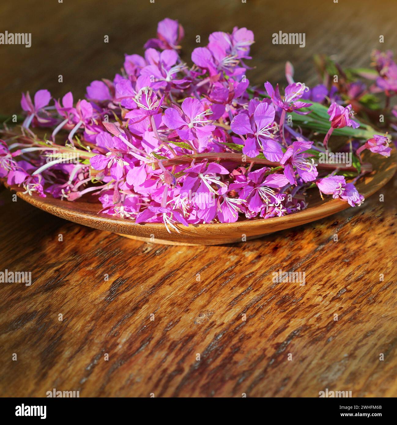 - Fleur d'Épilobe Epilobium angustifolium sur fond de bois Banque D'Images