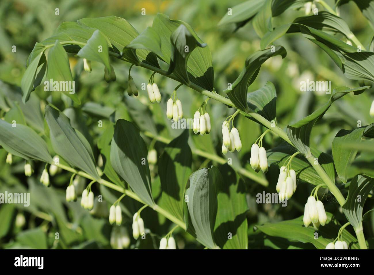 Fleurs blanches de Salomon s Seal du genre Polygonatum Banque D'Images
