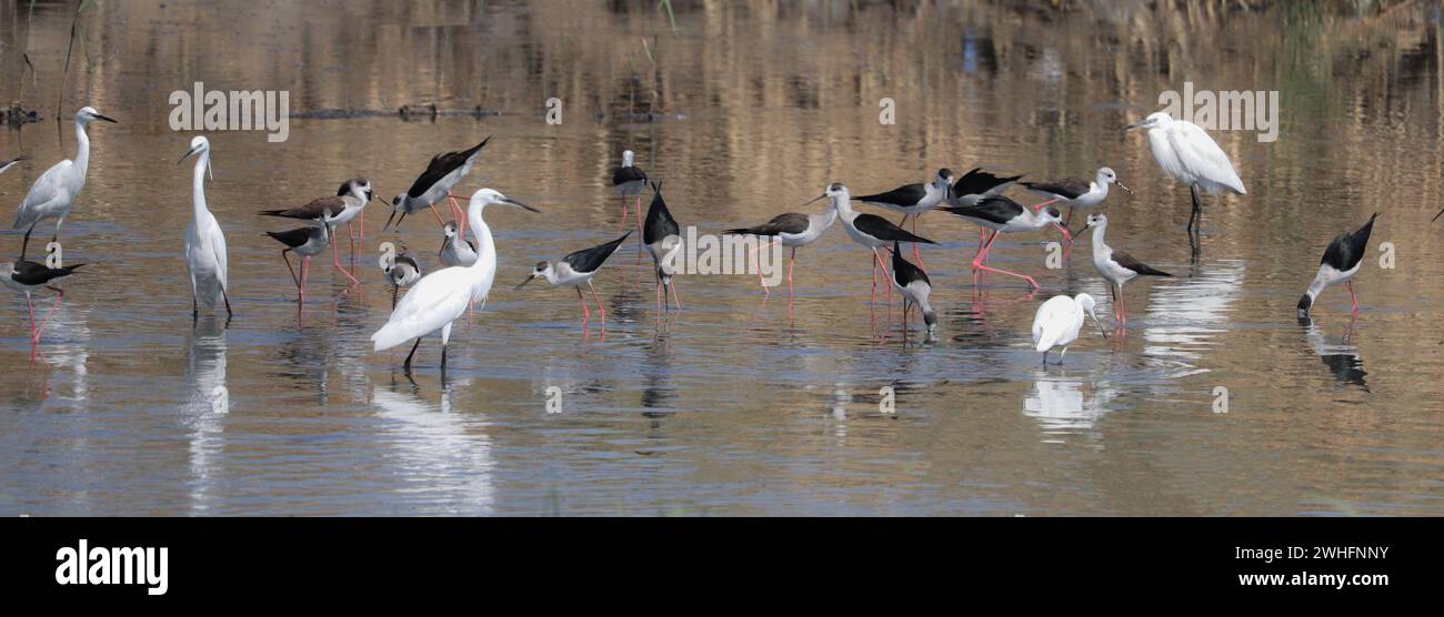 Différents oiseaux migrateurs sur le Nil à Assouan, Egypte Banque D'Images