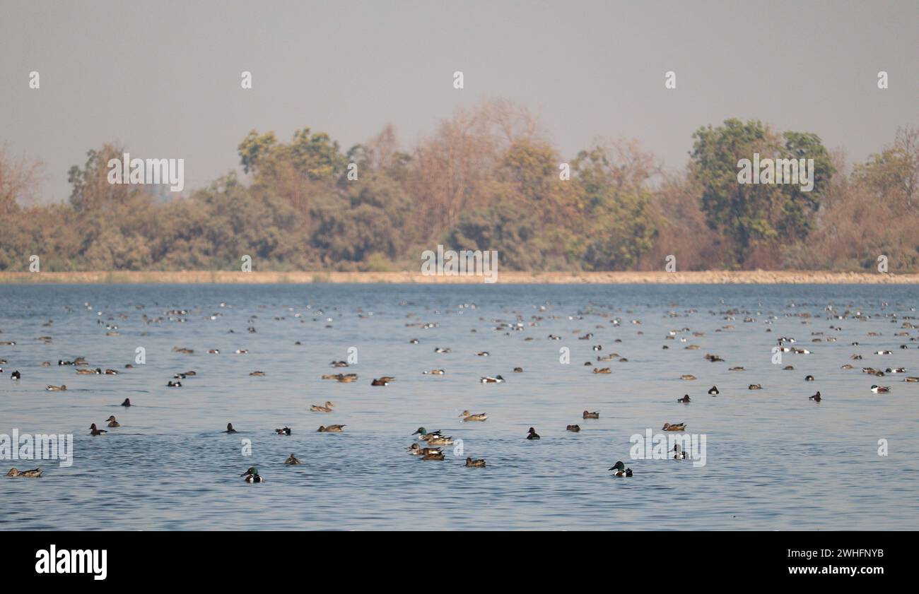 Oiseaux migrateurs de pelleteuse nordique sur l'eau à Assouan, Egypte Banque D'Images