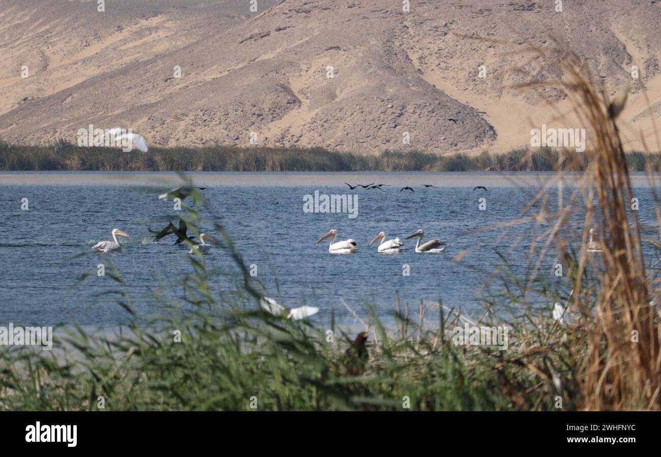 Oiseaux de pélican blanc nageant sur l'eau à Assouan, Egypte Banque D'Images