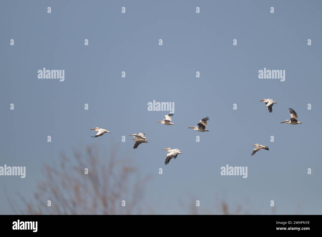 Grands oiseaux de pélican blanc volant sur ciel clair à Assouan, Egypte Banque D'Images