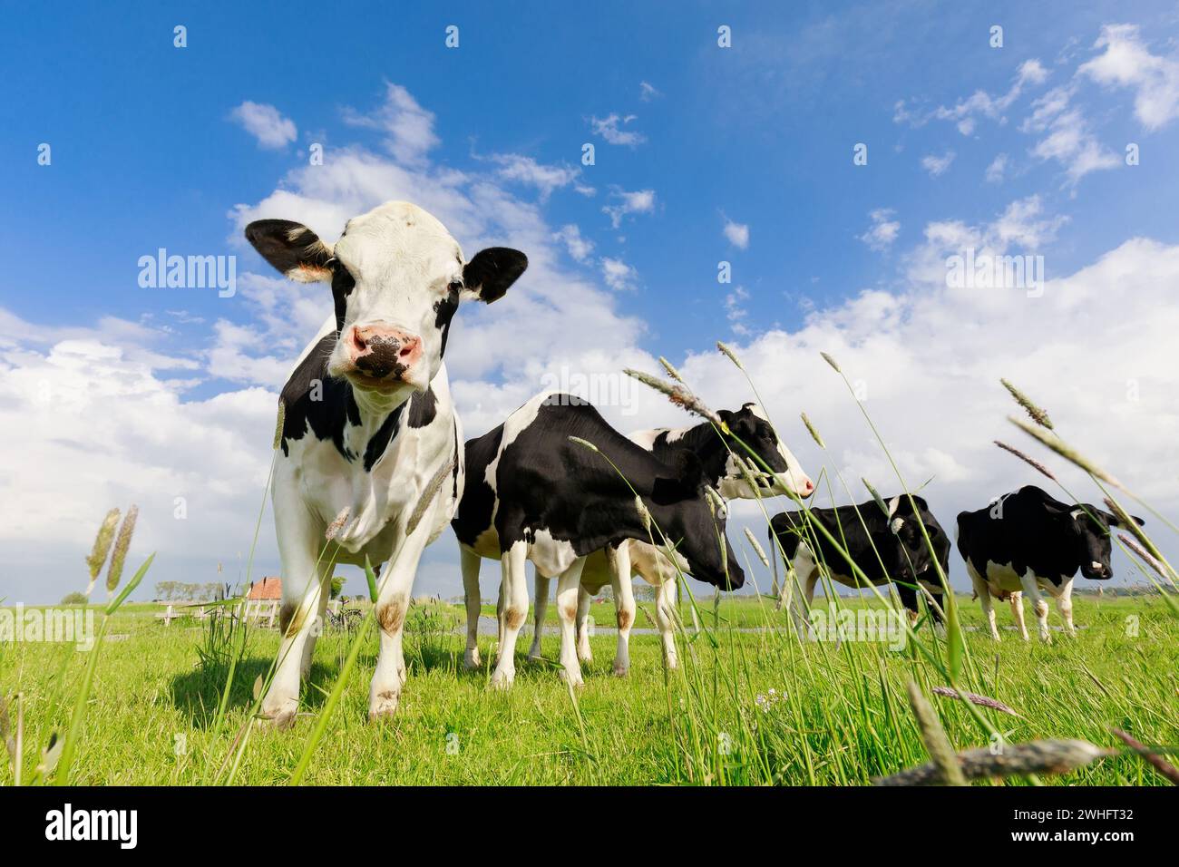 Peu de vaches sur les pâturages d'herbe verte Banque D'Images