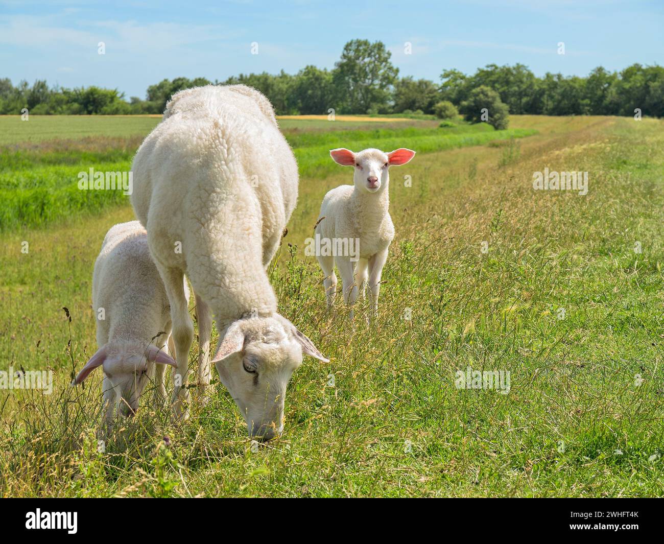 Moutons et agneaux paissent sur une digue sur l'île de Fehmarn Banque D'Images