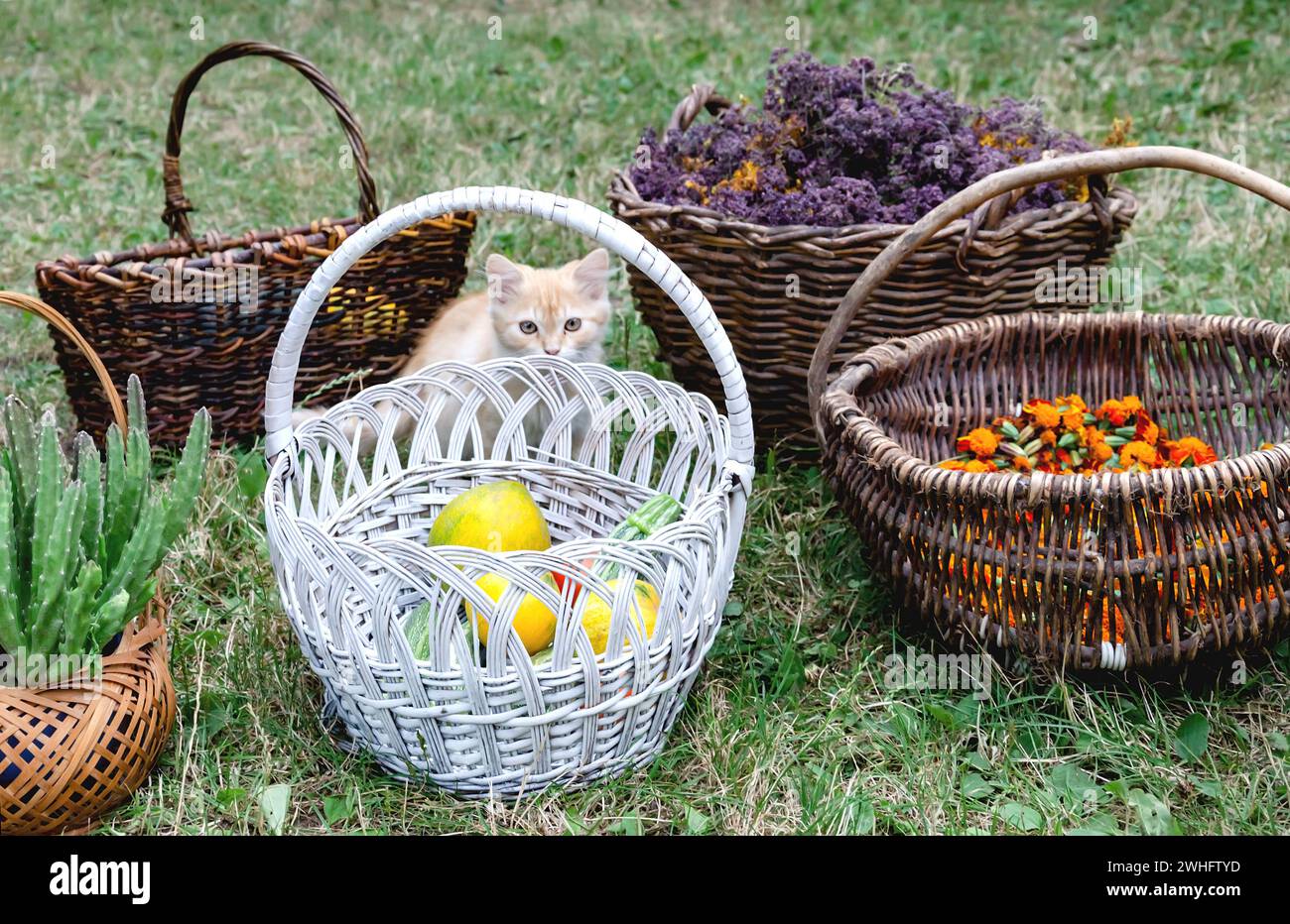 Paniers en osier avec fleurs de souci séchées légumes et herbes fleurs gros plan Banque D'Images Paniers en osier avec fleurs de souci séchées légumes et herbes fleurs gros plan Banque D'Images