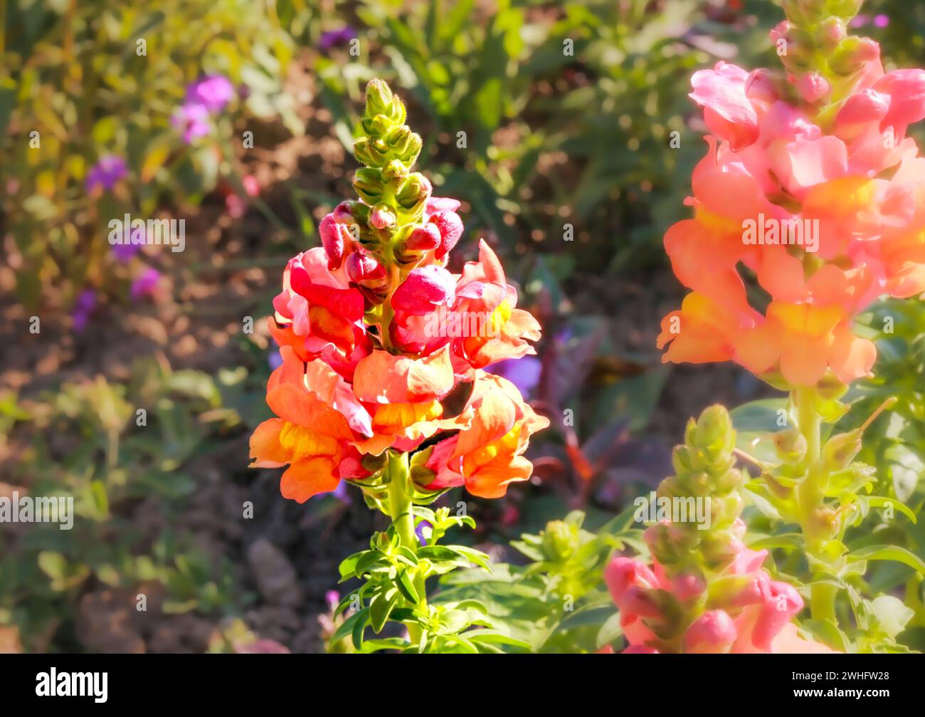 Floraison de Gladiolus dans les parterres de fleurs, juillet Banque D'Images