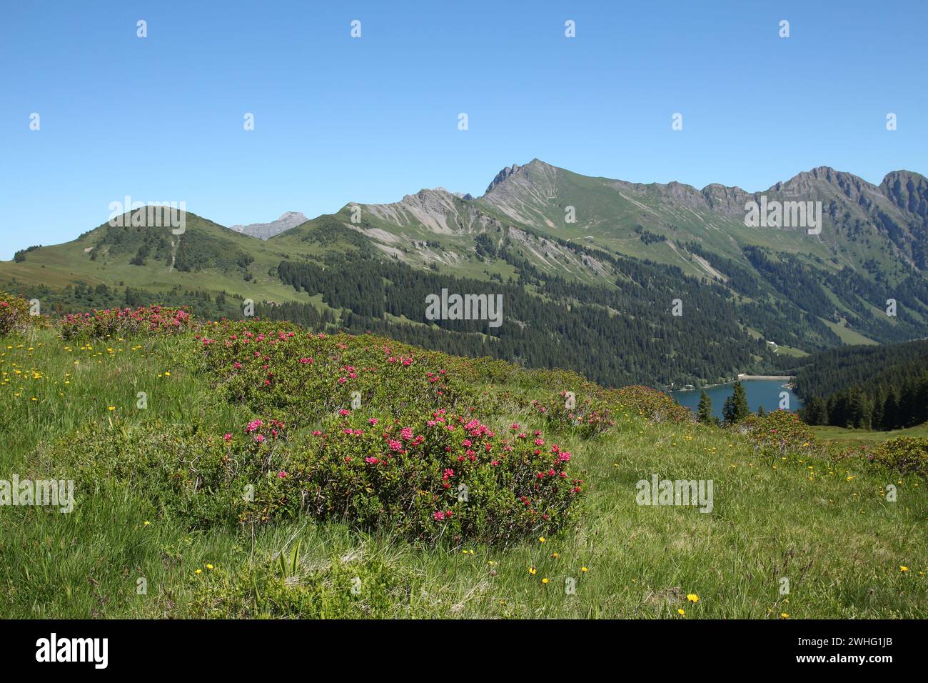 Roses alpines, lac Arnensee et montagne. Banque D'Images