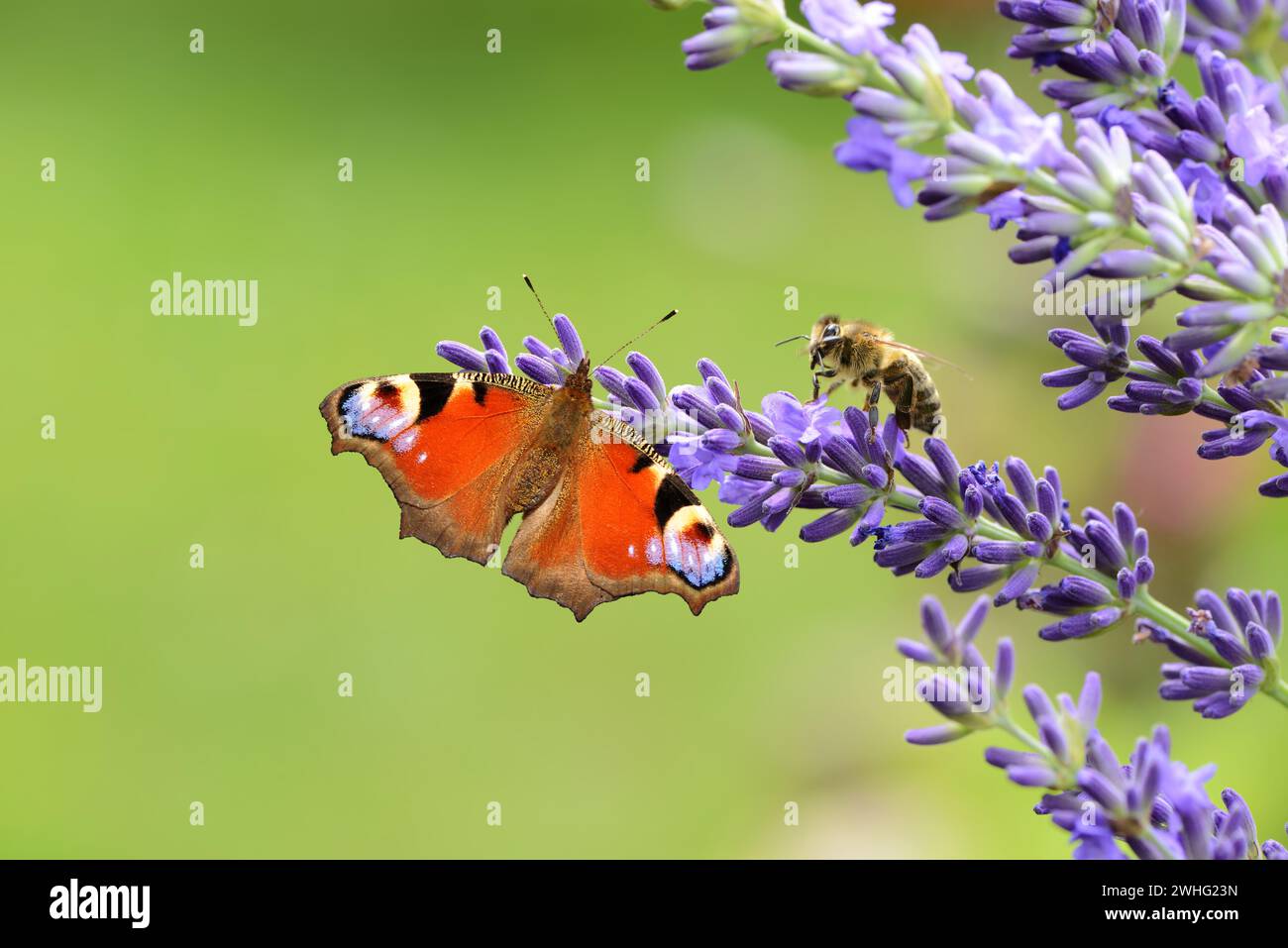 Papillon et abeille sur lavande Banque D'Images