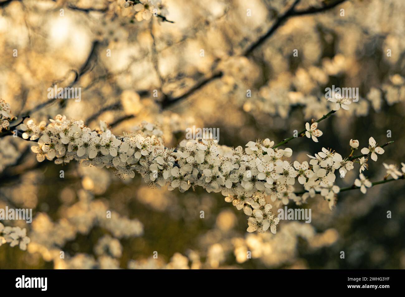 L'Aubépine fleurs au printemps Banque D'Images