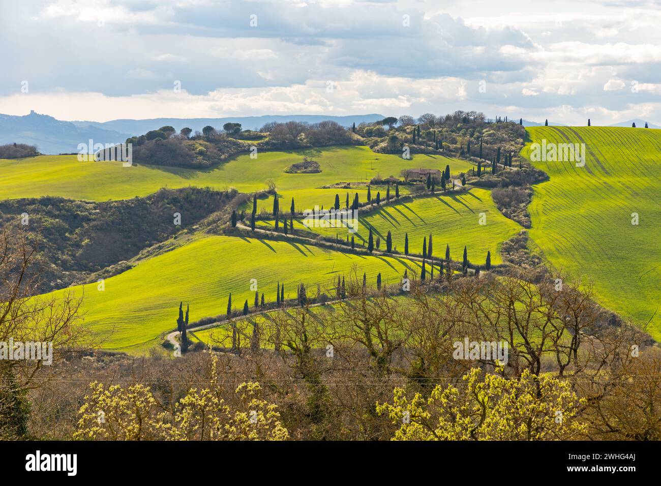 Vue sur une avenue de cyprès à la toscane près de la Foce Banque D'Images