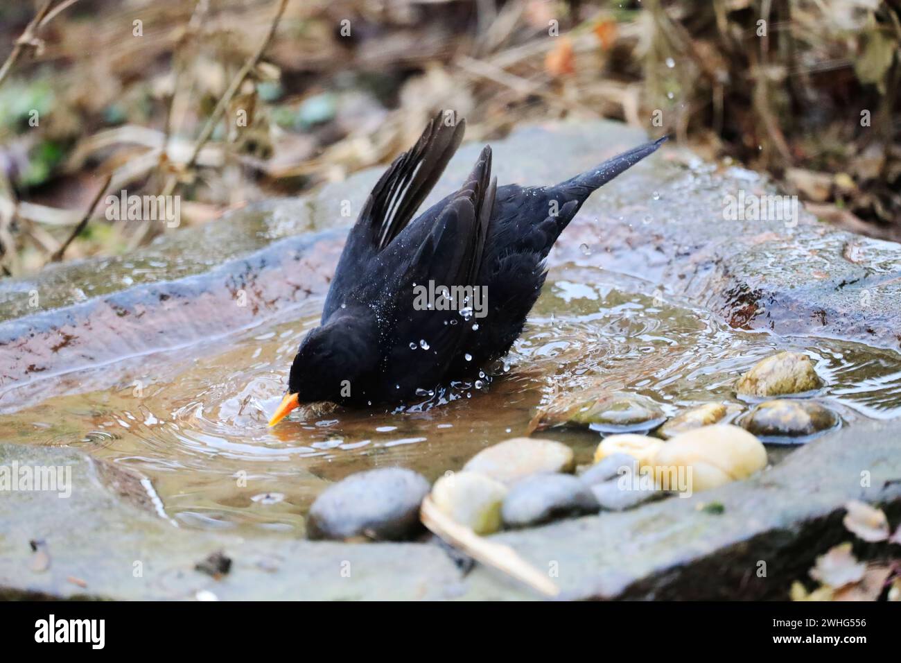 Un Blackbird dans un jardin, Allemagne, Europe Banque D'Images
