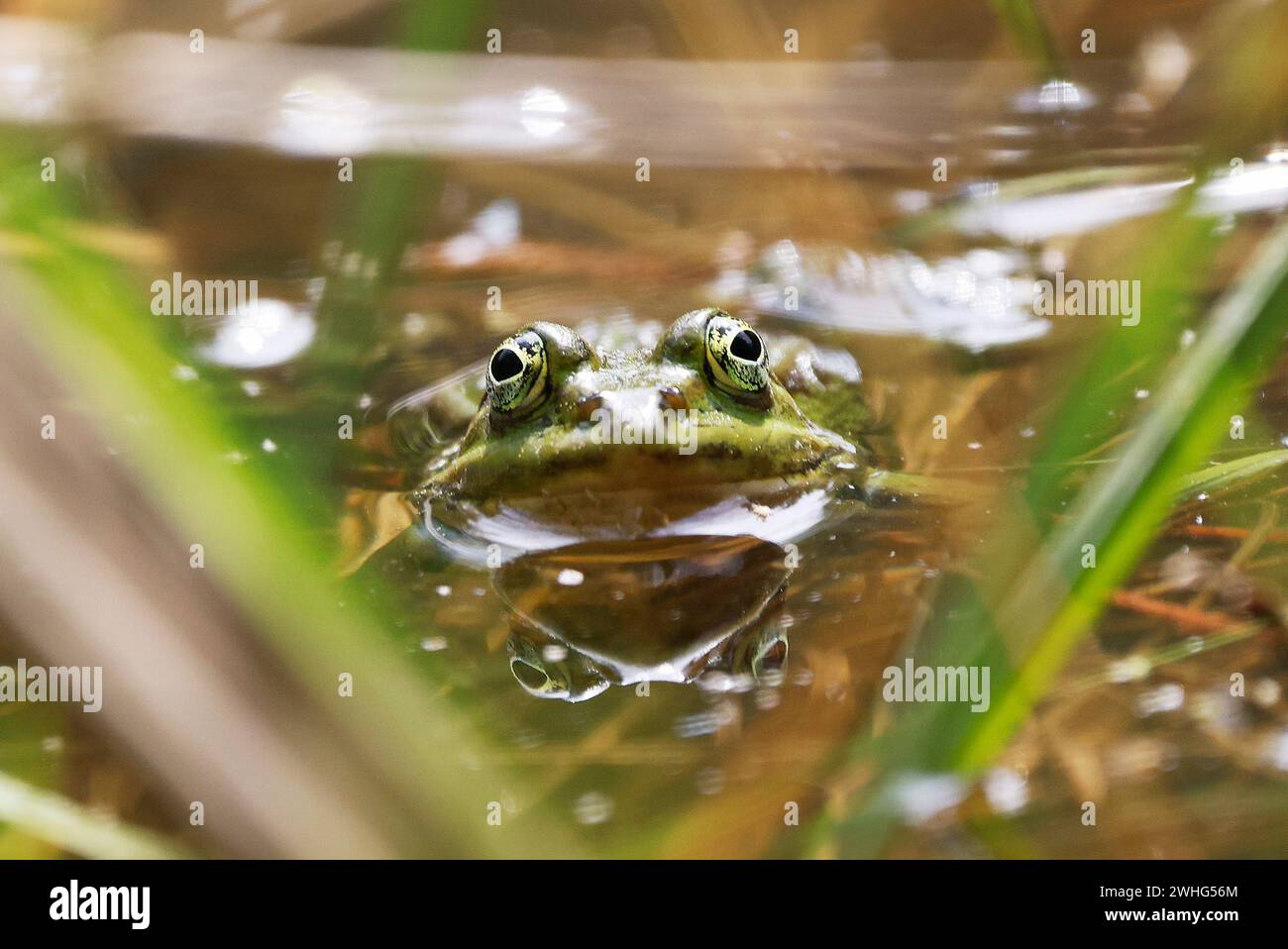 Une grenouille de piscine (Rana lessone) dans l'eau, Ziegeleipark Heilbronn, Allemagne, Europe Banque D'Images