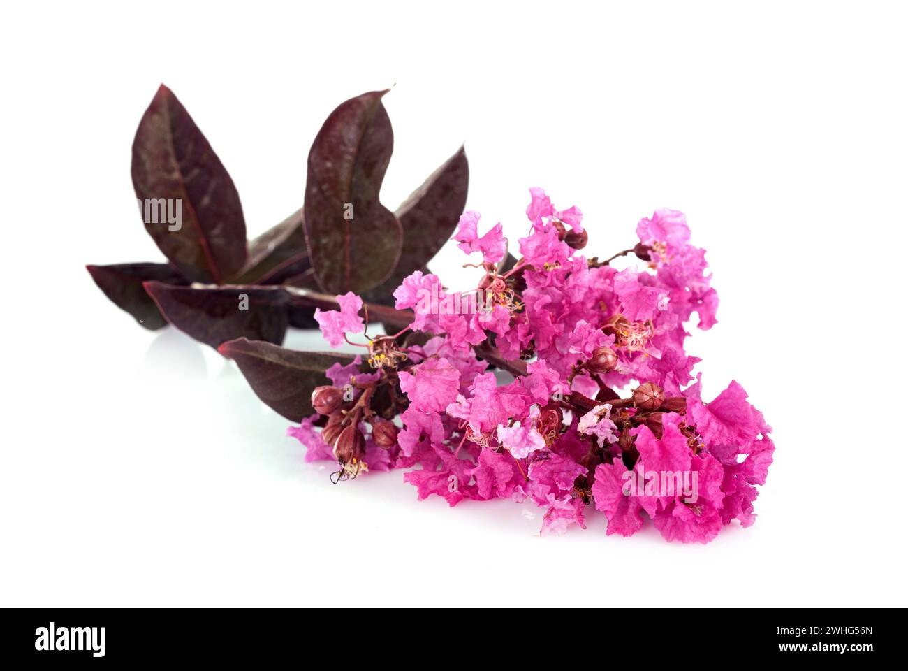 Lagerstroemia rose avec feuille violette dans un studio Banque D'Images