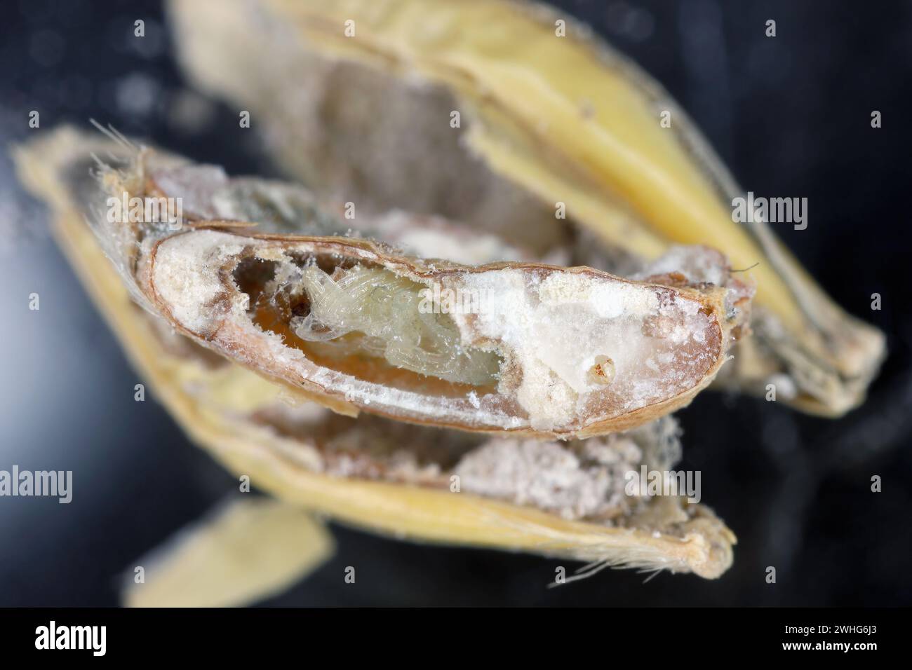 Charançon du riz, ou noms scientifiques Sitophilus oryzae. Pupa à l'intérieur du grain. Banque D'Images