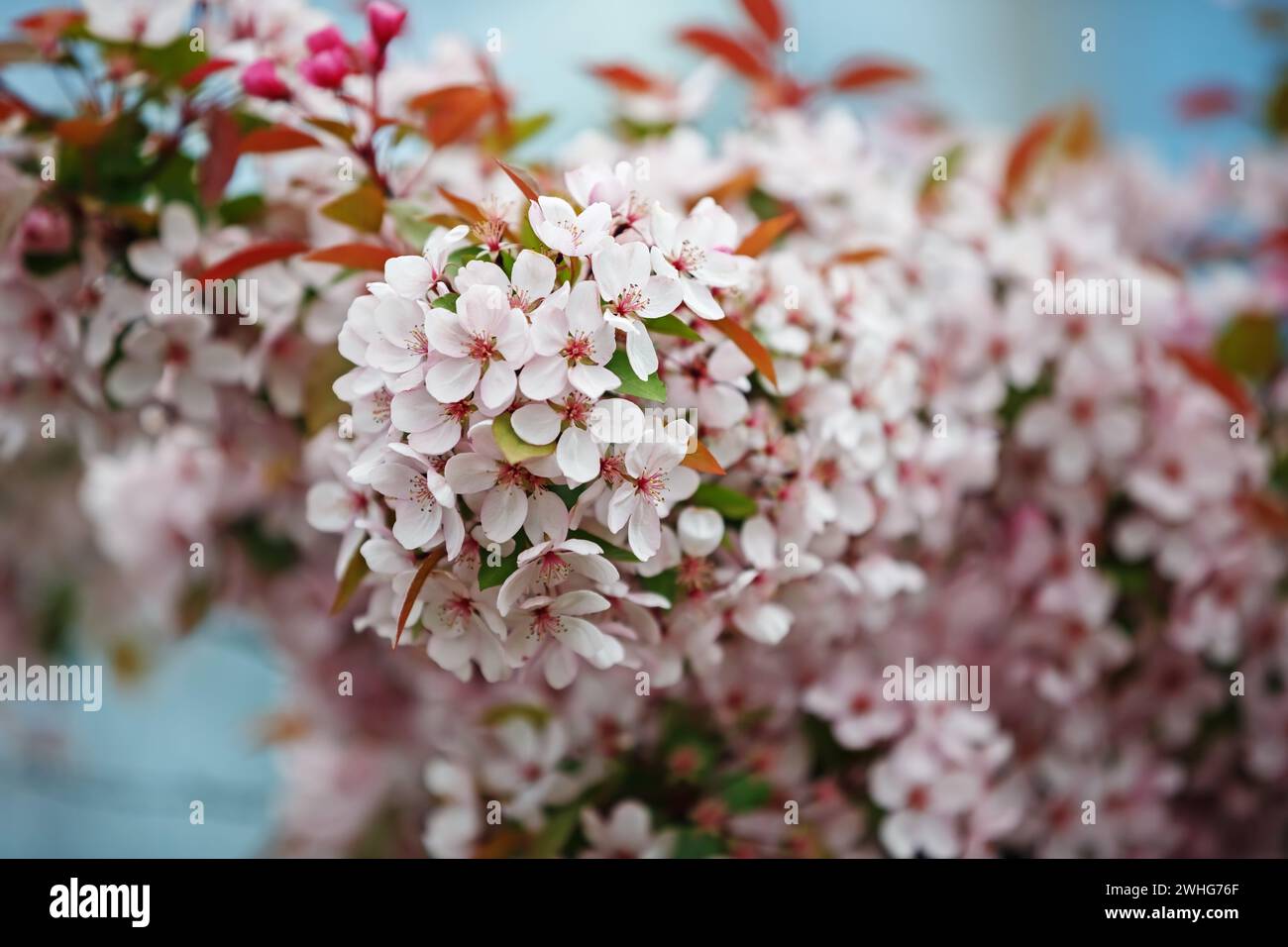 Branche de sakura en fleurs Banque D'Images