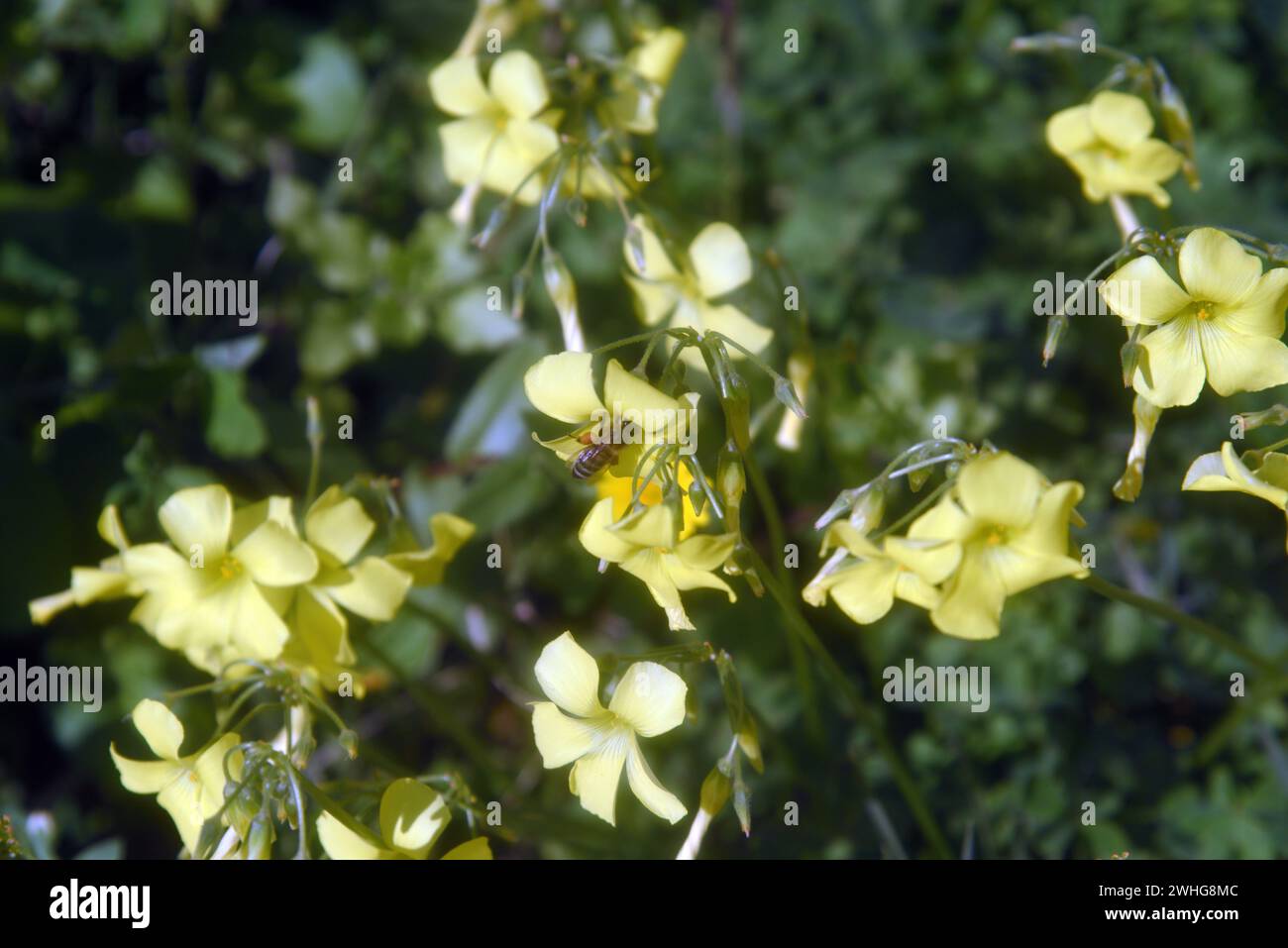 Abeilles et fleurs printanières jaunes en Sicile Banque D'Images