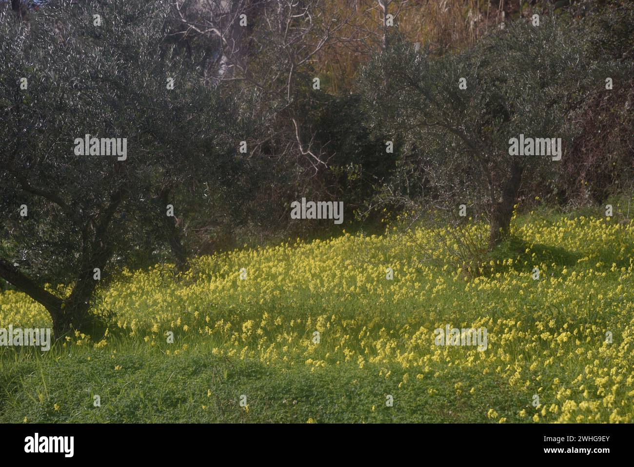 Fleurs printanières jaunes sauvages dans la campagne sicilienne Banque D'Images