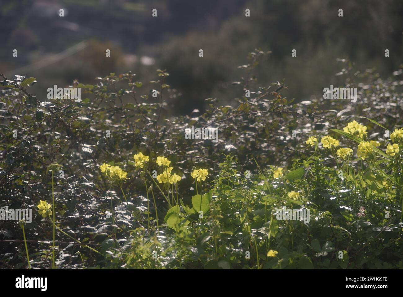 Fleurs printanières jaunes sauvages dans la campagne sicilienne Banque D'Images