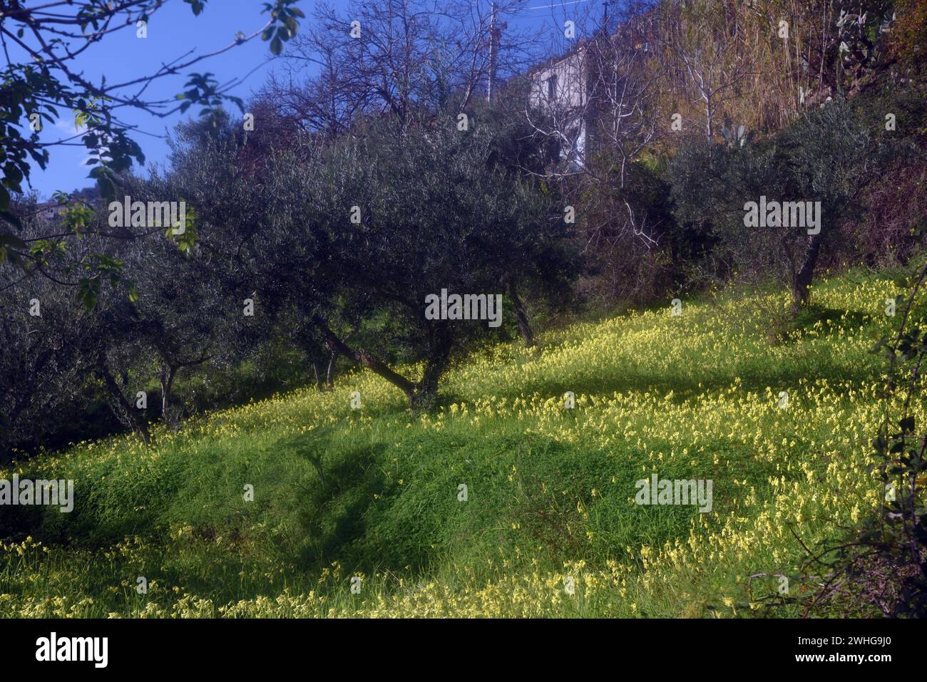 Fleurs printanières jaunes sauvages dans la campagne sicilienne Banque D'Images