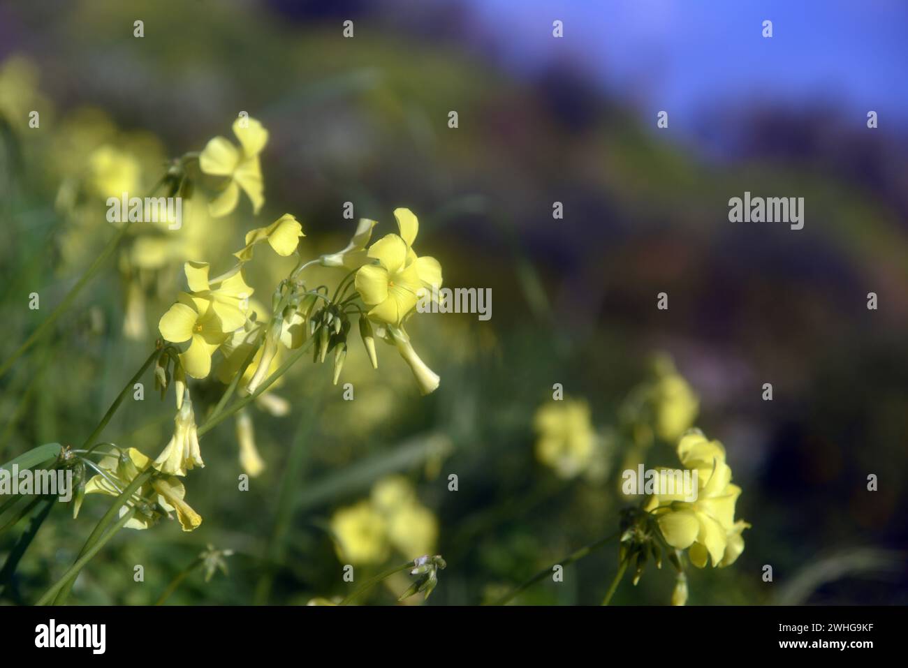 Fleurs printanières jaunes sauvages dans la campagne sicilienne Banque D'Images