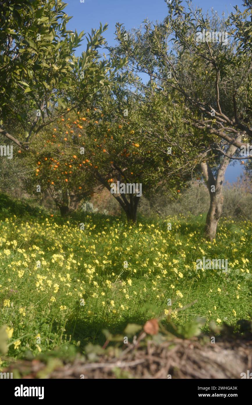 Fleurs printanières jaunes sauvages dans la campagne sicilienne Banque D'Images