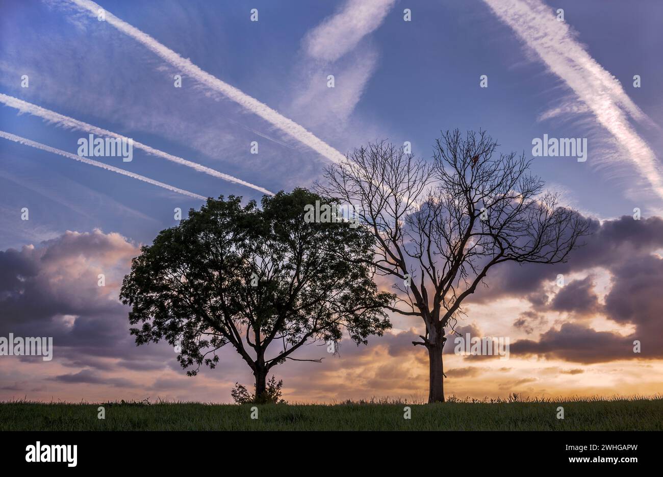 Silhouette d'arbre de soirée avec bandes de condensation Banque D'Images