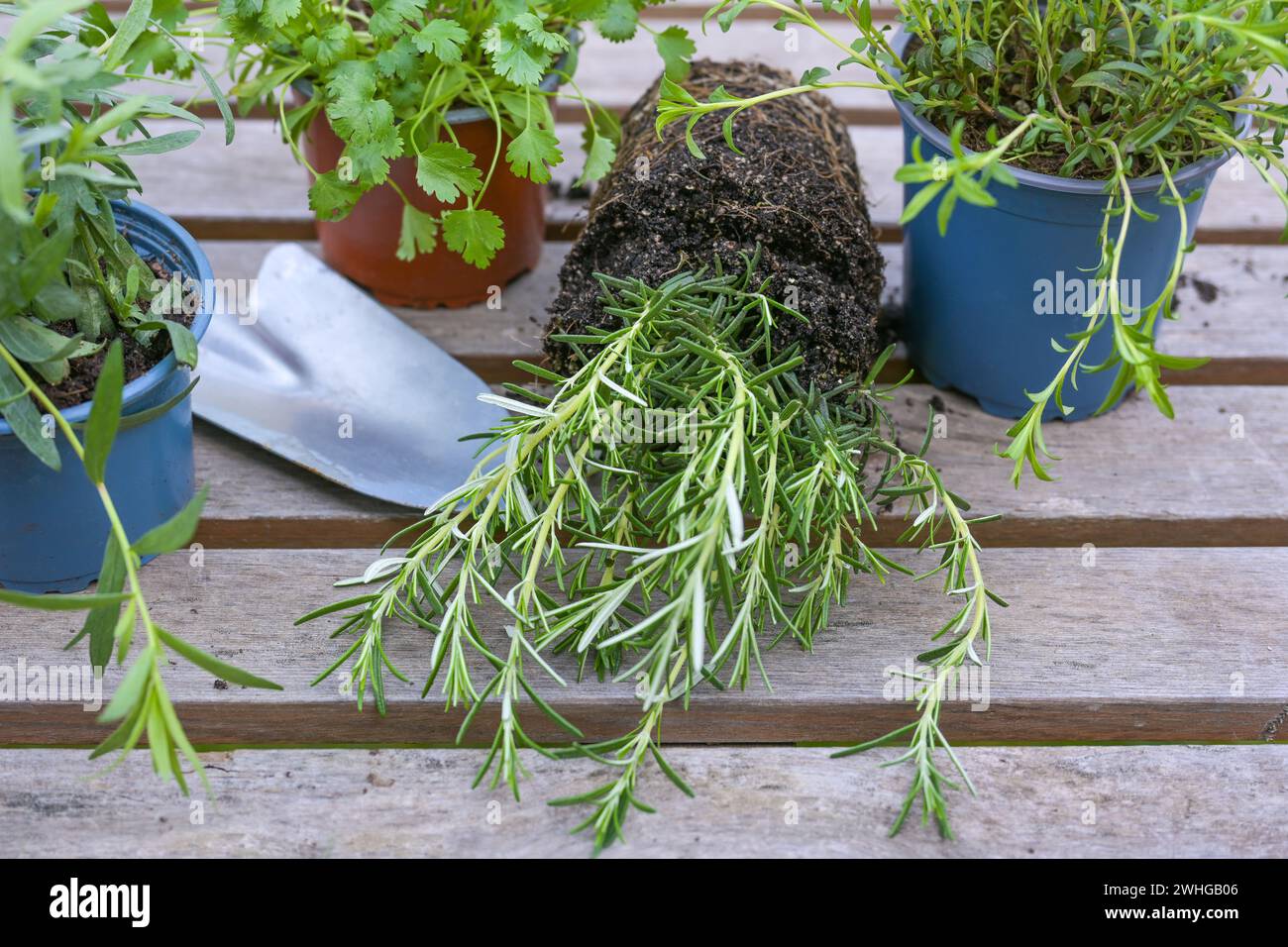 Romarin, autres herbes et une pelle sur une table extérieure grise préparée pour la plantation dans le potager ou sur le balcon, au printemps Banque D'Images