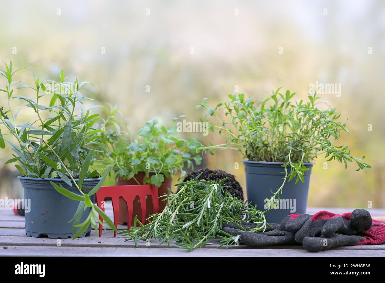 Plantes en pot pour le jardin d'herbes avec râteau et gants sur une table de plantation en bois à l'extérieur dans la cour, jardinage de printemps, copie s. Banque D'Images